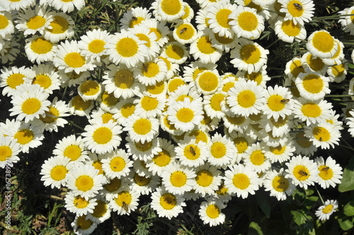 Anthemis Tinctoria photo