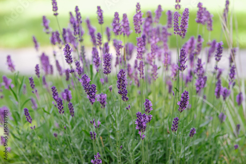 growing lavender © s1llu