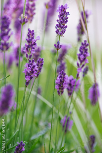 growing lavender