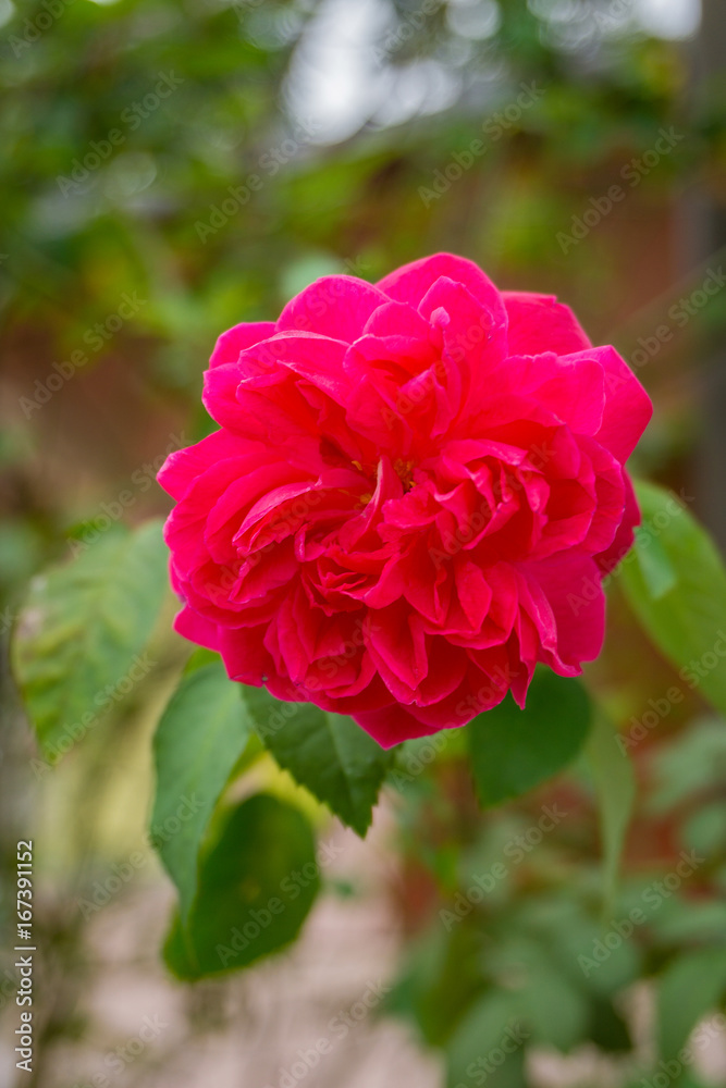 Fototapeta premium Single red rose flower