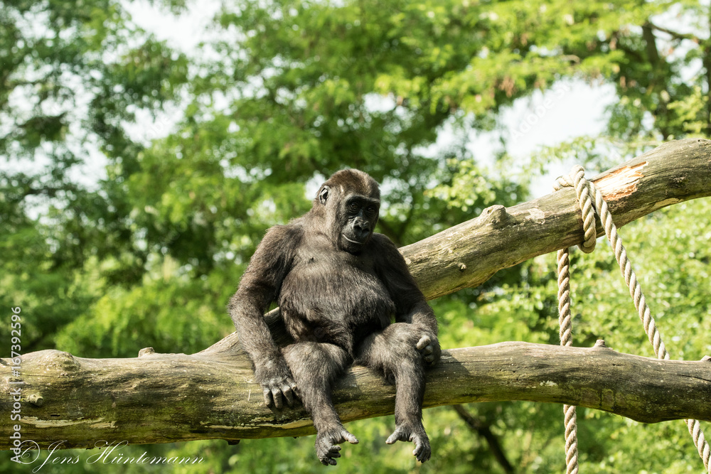 Obraz premium Gorilla