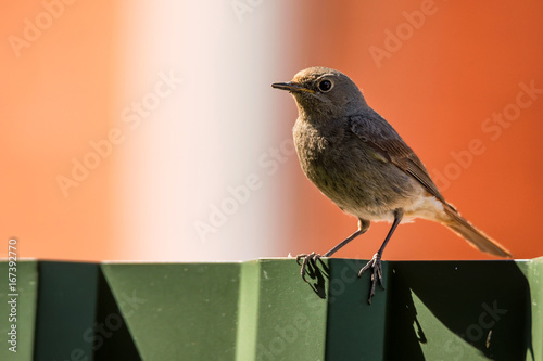 Redstart or Phoenicurus ochruros perches on fence photo