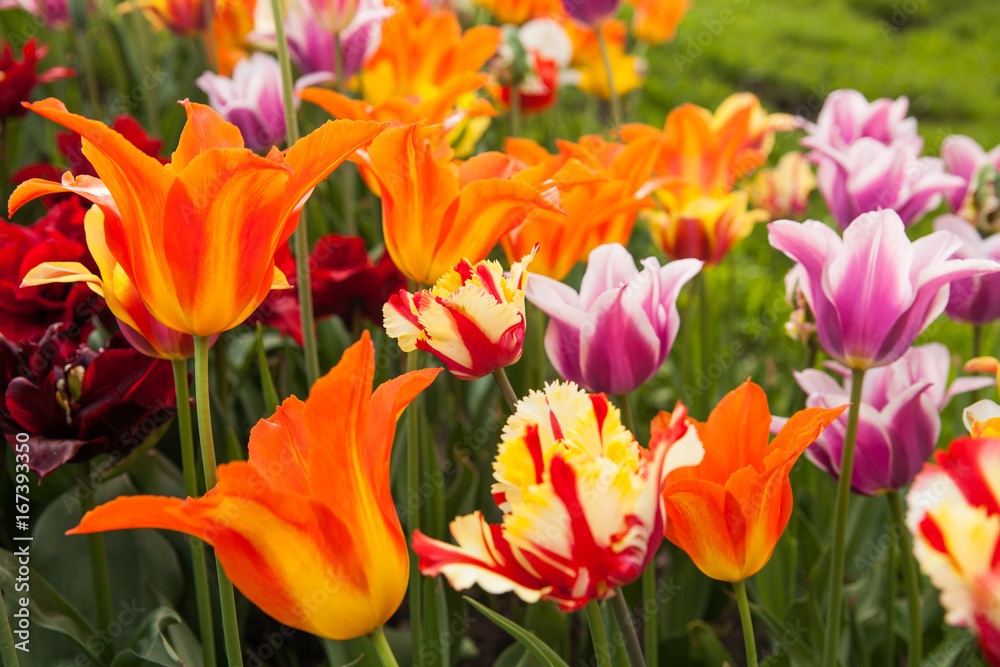 Obraz premium Several species colorful tulips in garden.