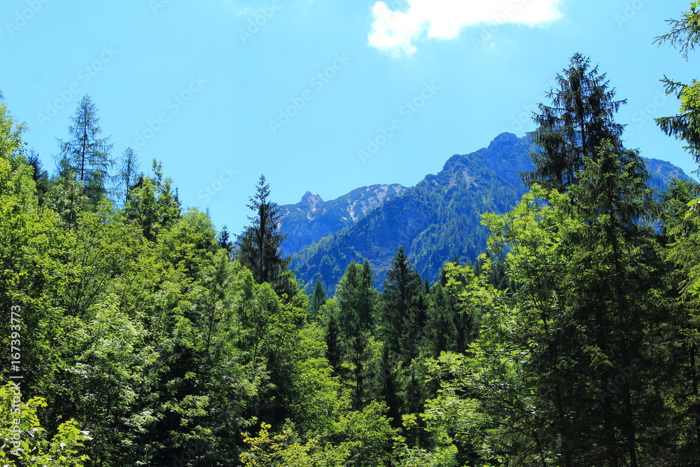 Obraz premium Bergwiese