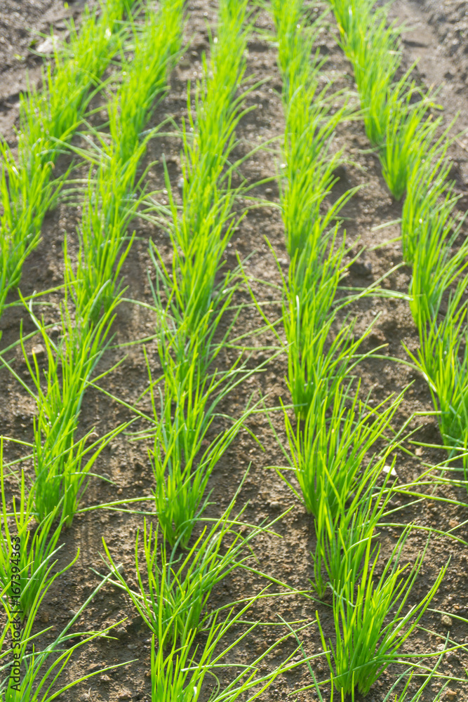 Fototapeta premium Spring onion plant