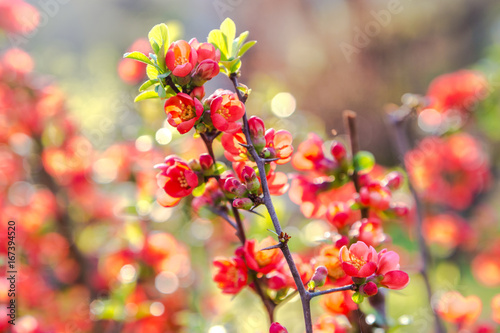 Beautiful red flowers of blossoming Flowering Quince in sunny spring day at city park photo