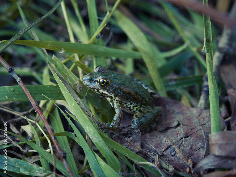 Green frog sitting on grass Green frog sitting on grass
