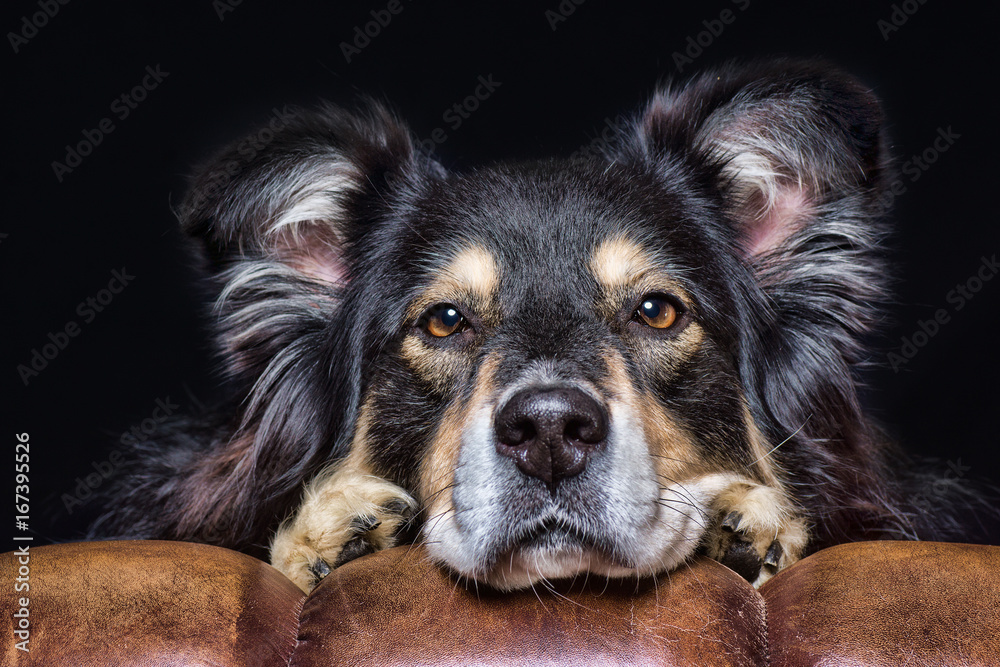 Fototapeta premium Australien shepherd