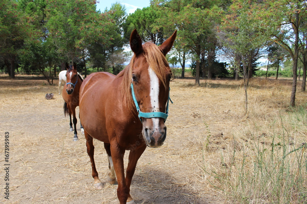 chevaux bruns dans un champs