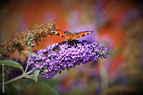 Butterfly on flower