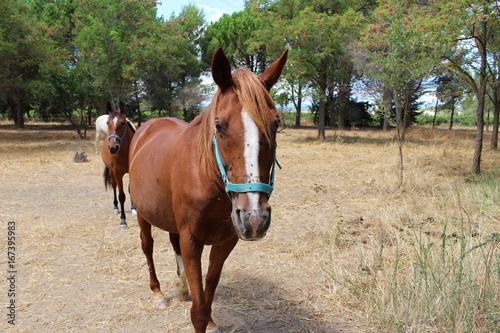 chevaux bruns dans un champs © canecorso