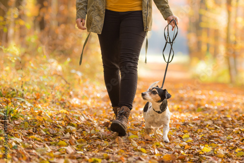 Frau geht im Herbst mit Hund im Wald spazieren - Jack Russell Terrier 7 Jahre alt