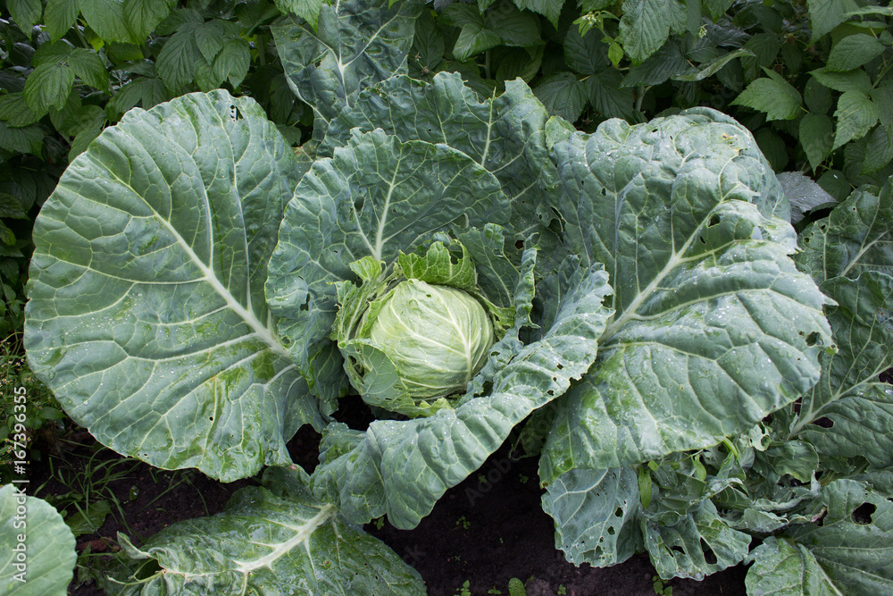 big green head of cabbage on the ground big green head of cabbage on the ground