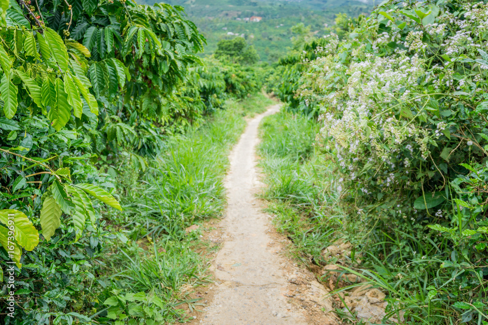 Footpath to hill