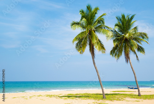 Coconut tree on the sky background © photolink