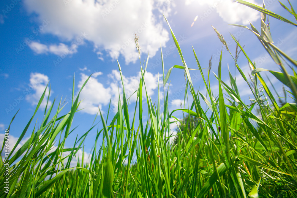 Fototapeta premium green summer grass and sky