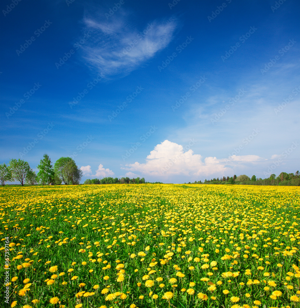 Yellow flowers field under blue cloudy sky