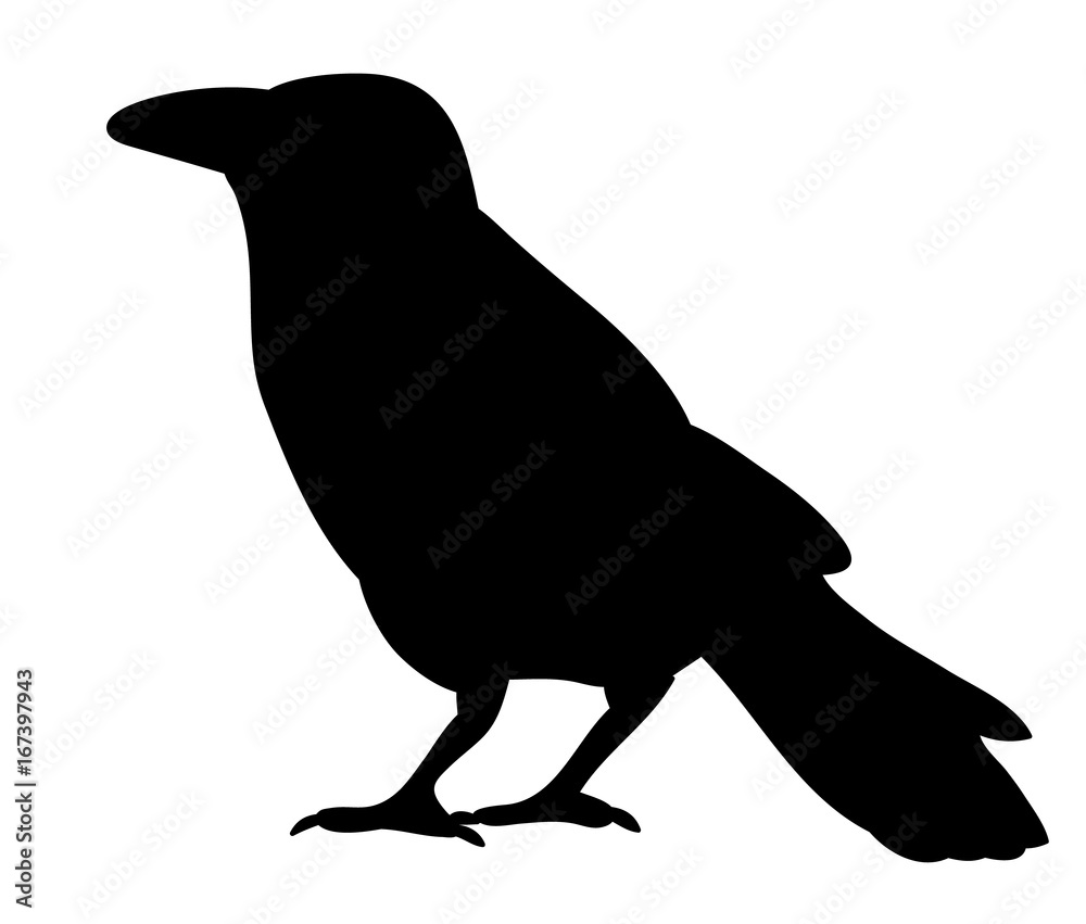 Fototapeta premium Vector, isolated silhouette of crows, crow, bird