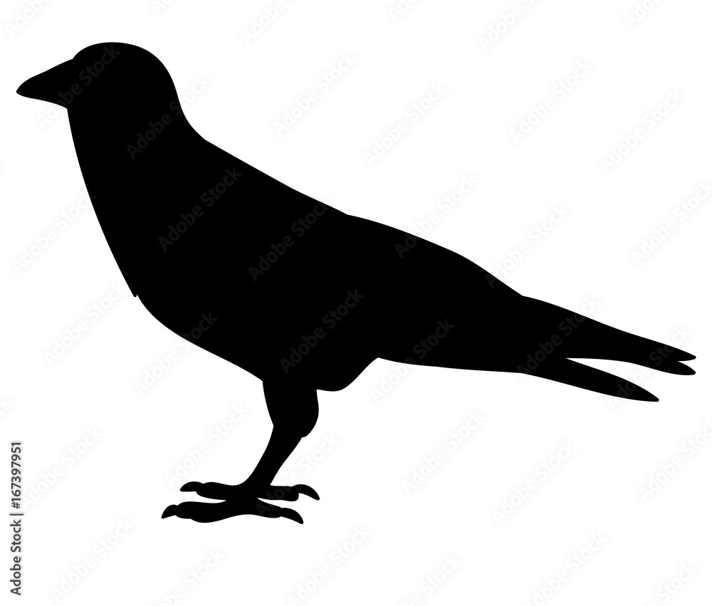 Fototapeta premium Vector, isolated silhouette of crows,
