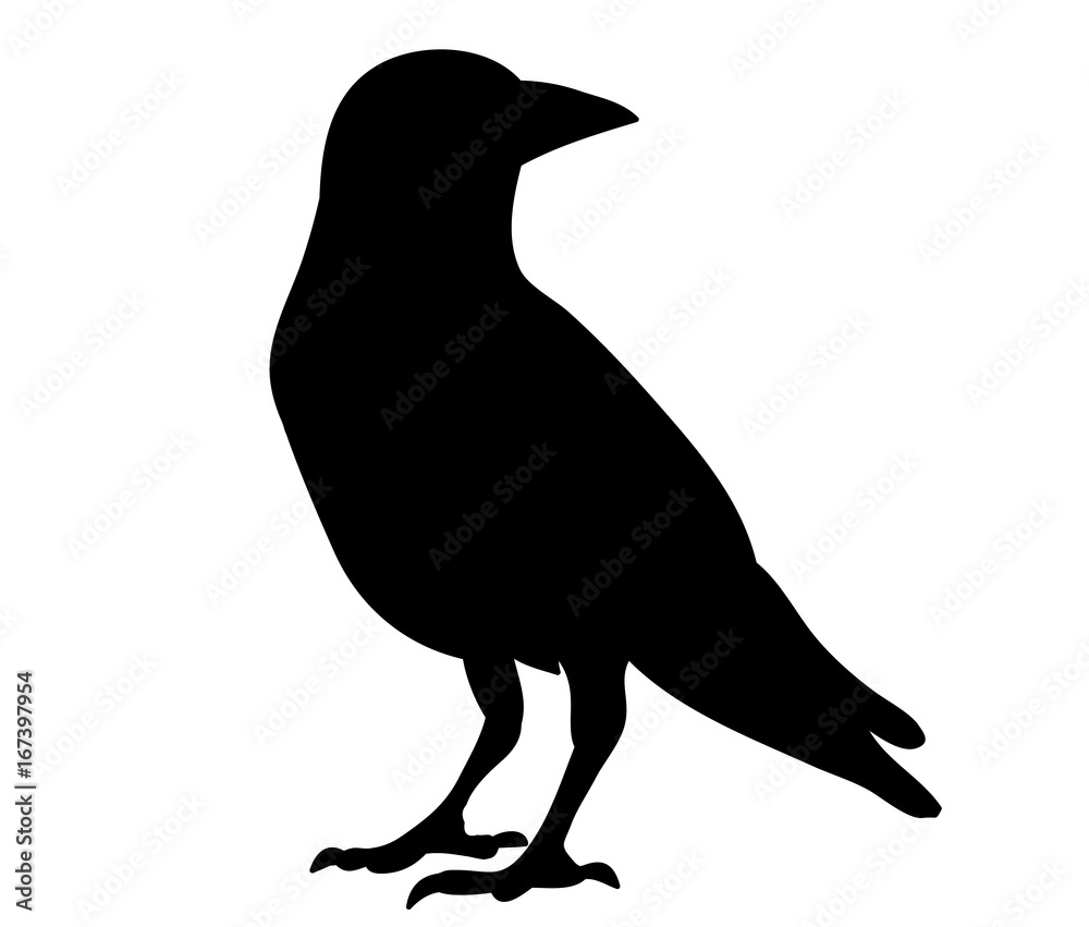  isolated silhouette of crows,