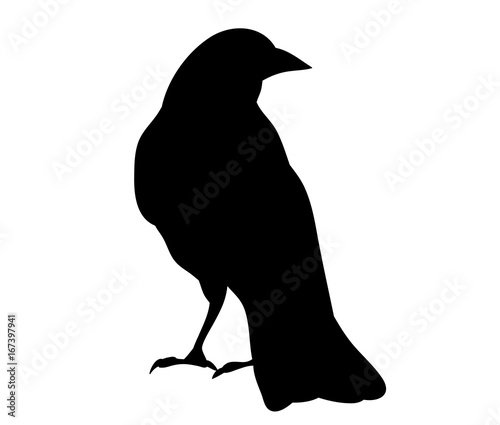 Vector, isolated silhouette of crows, crow, bird