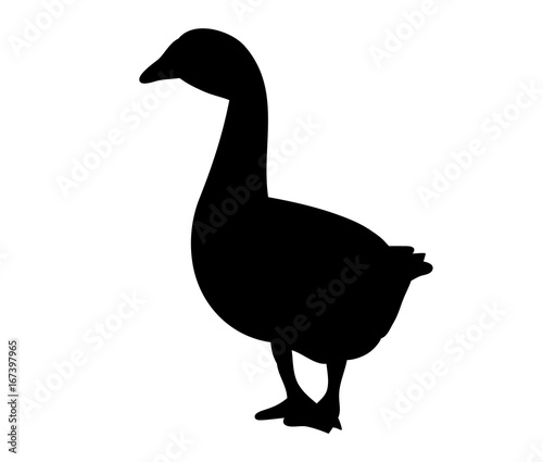silhouette goose