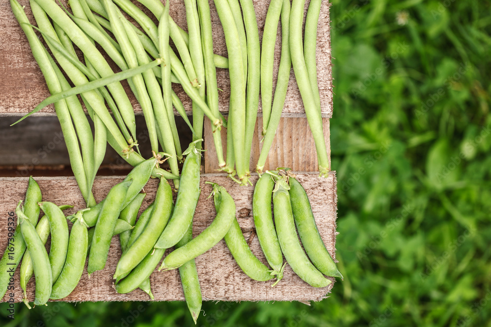 fresh harvest of green beans and green peas fresh harvest of green beans and green peas