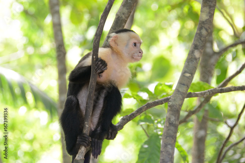 White-headed Capuchin © rockerchick1080