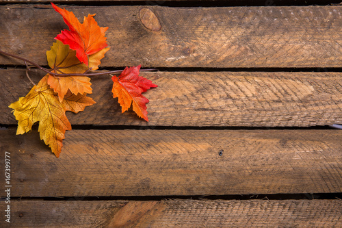 Bunte Herbstblätter photo