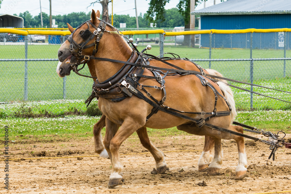 Work Horses Pulling a Load. 