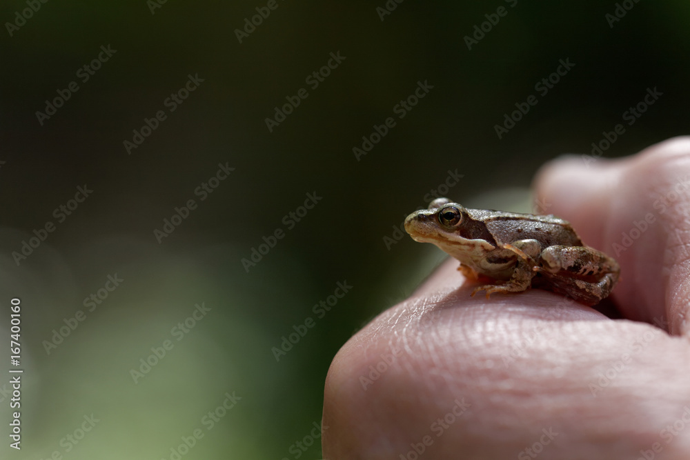 Kleiner Grasfrosch auf der Hand