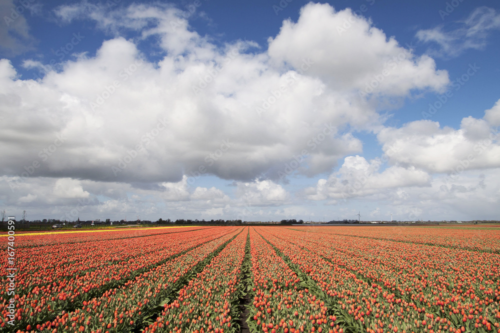 Large field of orange tulips in spring, a picture with high contrast with a beautiful cloudy sky