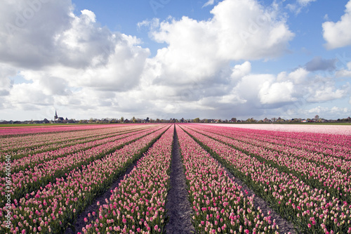 Large field with beautiful pink tulips in spring