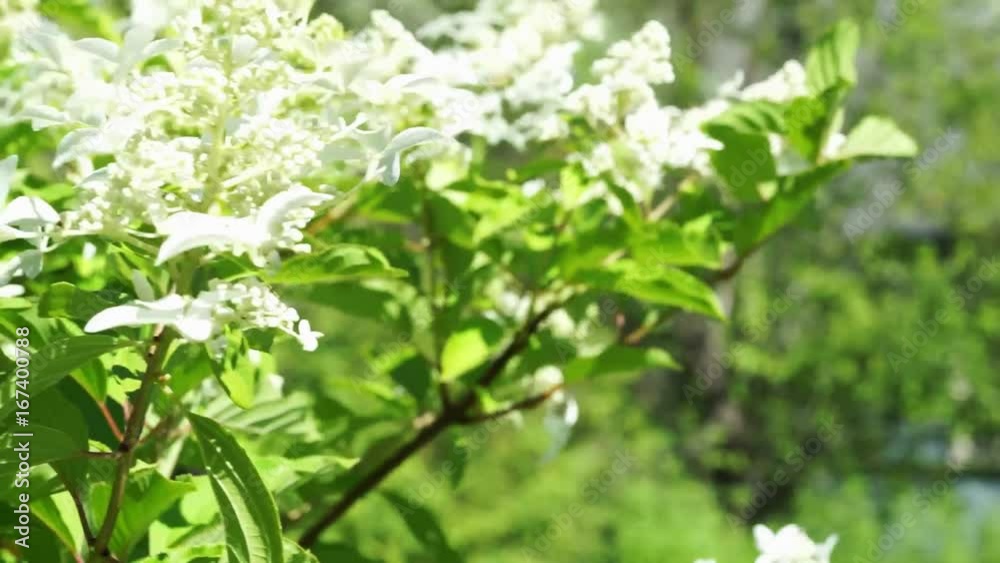 Branches hydrangeas whith white flowers swing in the wind Branches hydrangeas whith white flowers swing in the wind