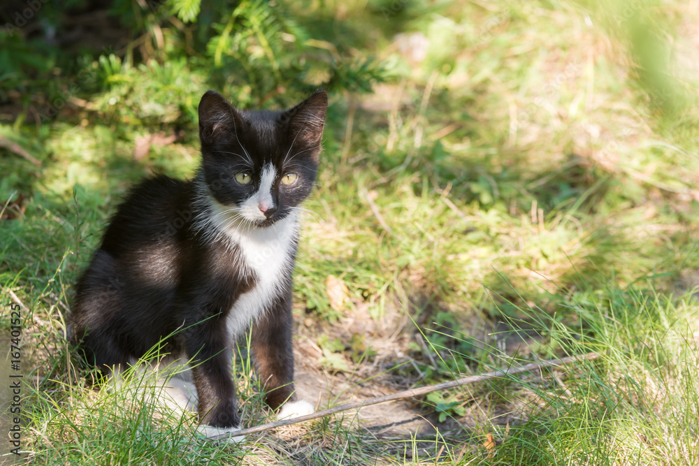 Junger Kater schaut neugierig im Garten umher