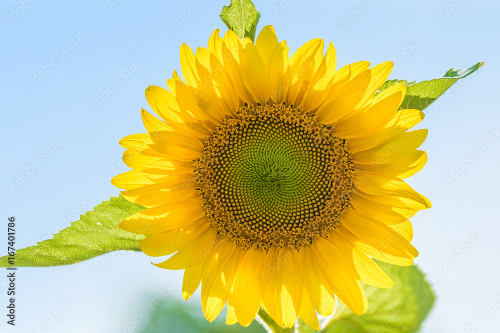 Obraz premium Voller Blütenstand einer strahlend gelben Sonnenblume