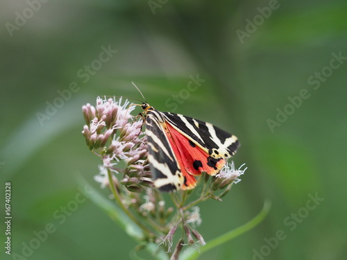 Rote Liste Schmetterling photo