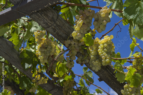 Amalfi Coast; Furore: pergola with sweet white grapes.