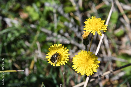 Fototapeta Naklejka Na Ścianę i Meble -  Fiori simili al tarassaco e Tropinota hirta