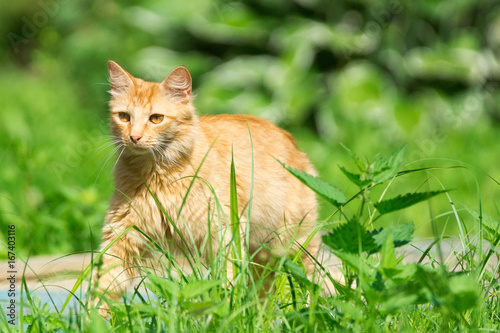 red cat on the grass