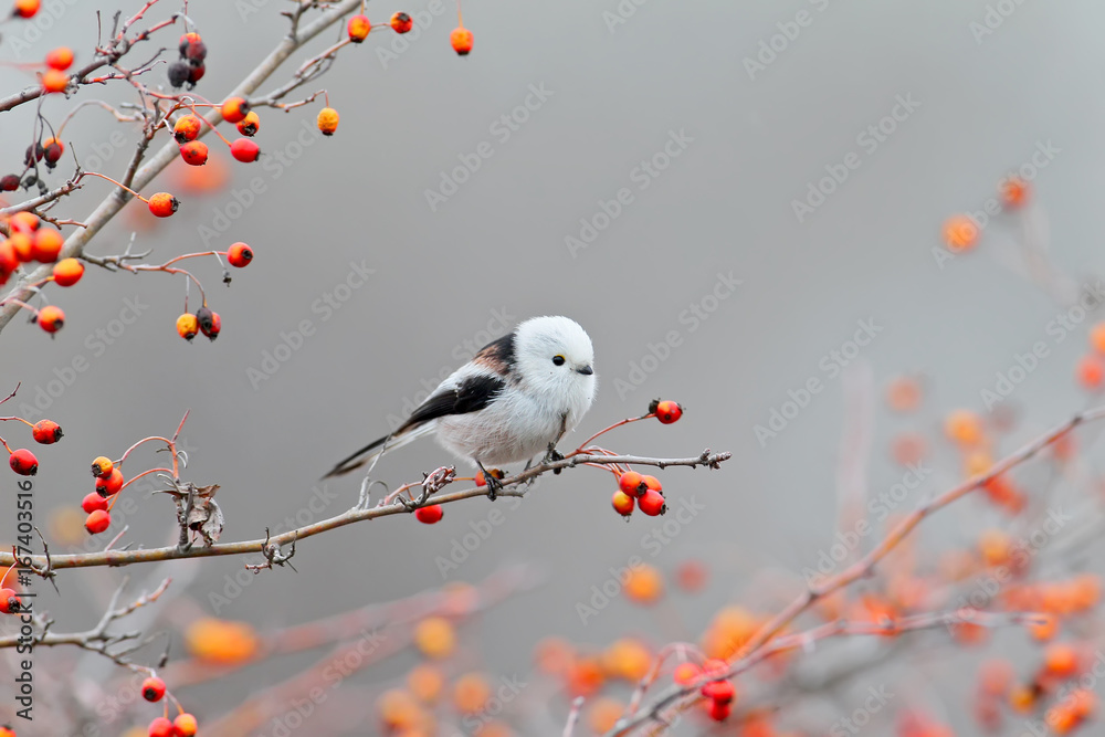 Naklejka premium Long tailed tit posing with red berries.