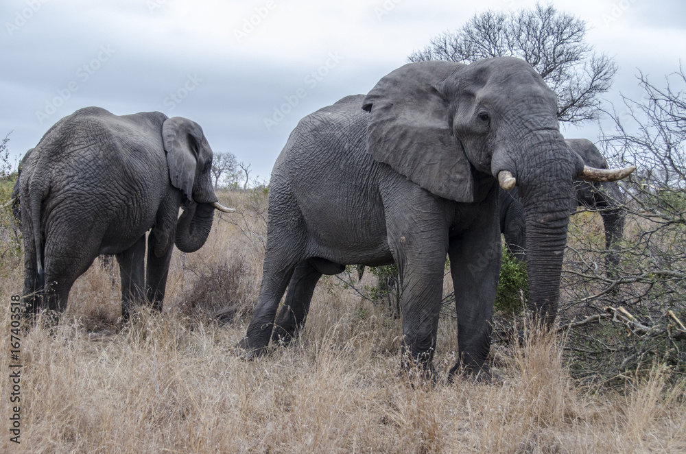 Elephants 11 - reservation Sabi Sands - South Africa