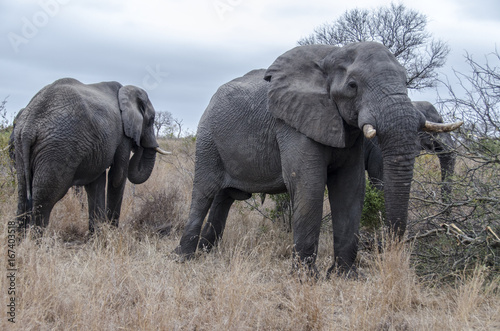 Elephants 11 - reservation Sabi Sands - South Africa photo