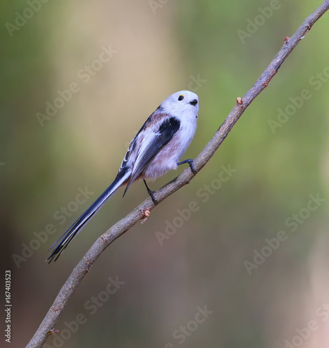 Long tailed tit on the branch