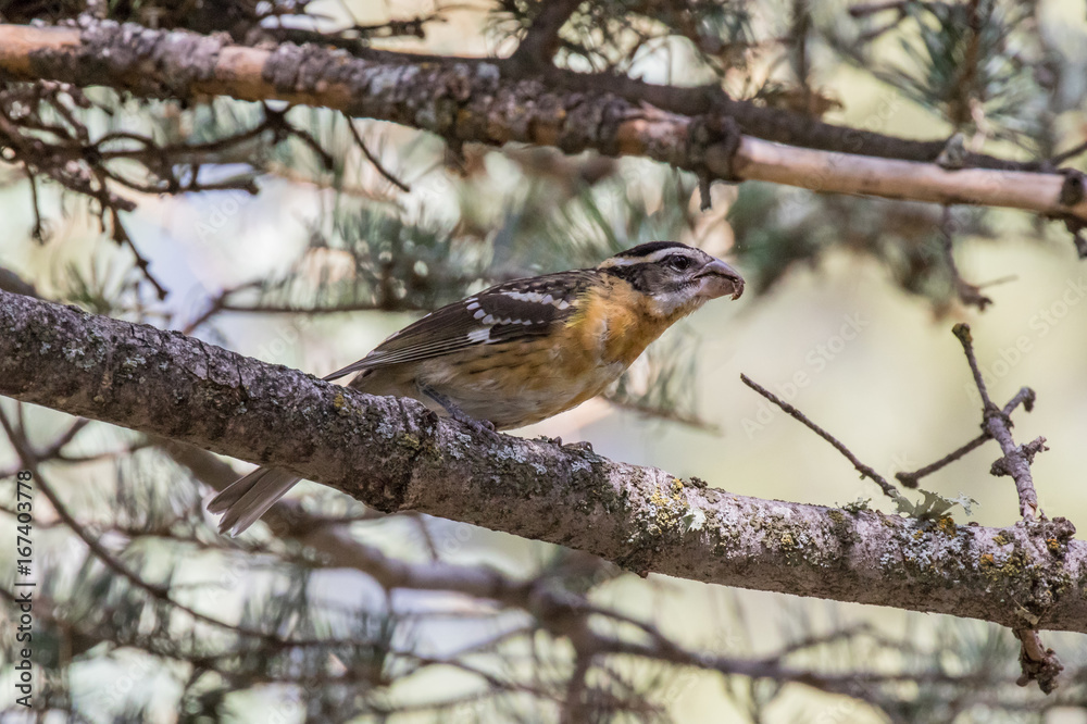 Black-headed grosbeak with bug in bill.