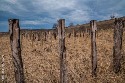 Old abandoned vineyard with dry grass and wooden pillars under cloudy sky. Slovakia