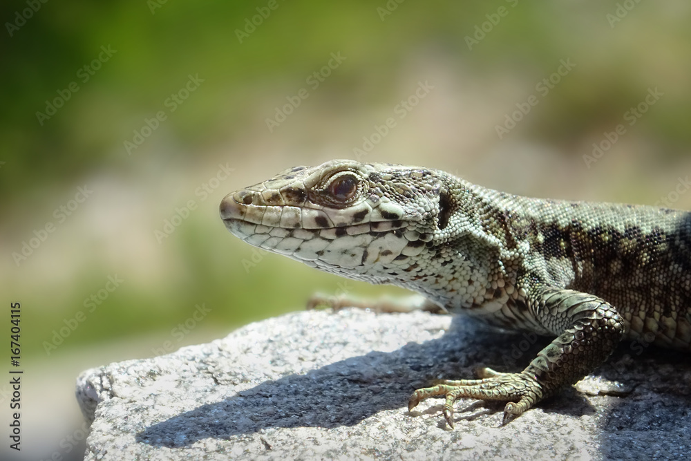 Portrait of a lizard on a rock Portrait of a lizard on a rock