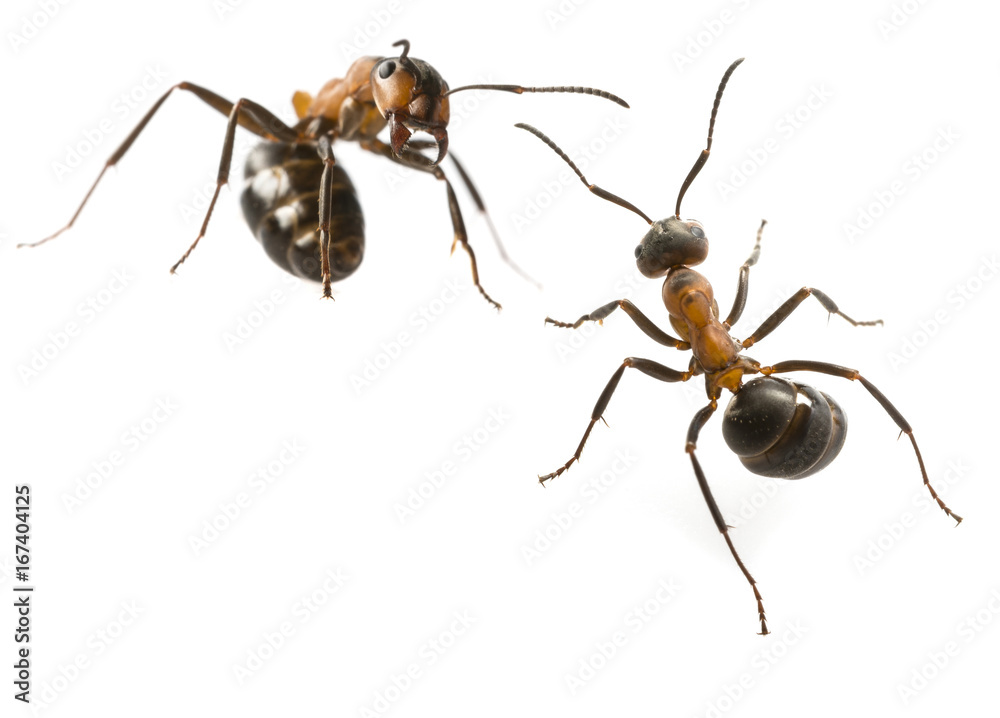 Red wood ant (Formica rufa) close up - macro photography Red wood ant (Formica rufa) close up - macro photography