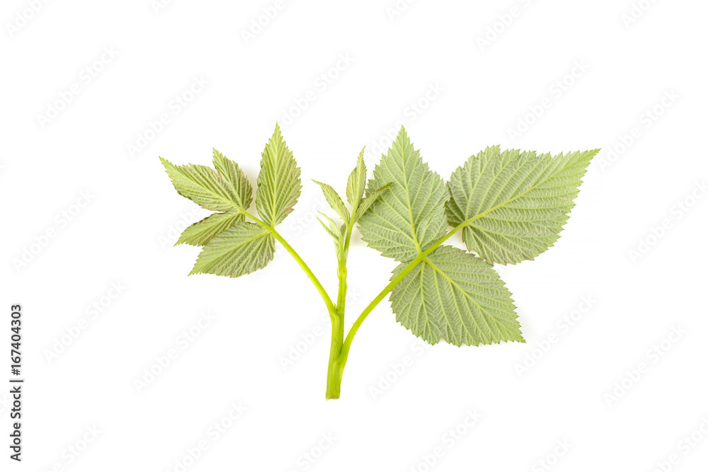 Leaves raspberry branch on a white background Leaves raspberry branch on a white background