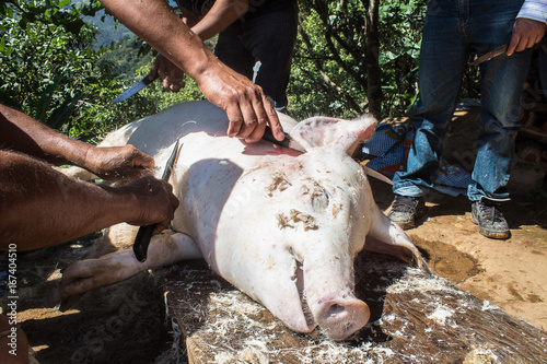 Cerdo para preparar carnitas en la sierra de Hidalgo